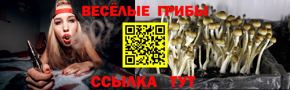 купить наркотик  Галлюциногенные грибы прущие грибы  Псилоцибиновые грибы Psilocybe  Вход с VPN  Кашира 
